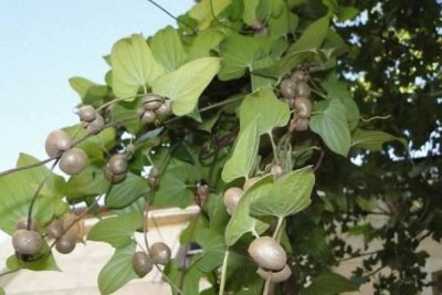 ​山药豆发芽能吃,山药豆生了芽子还能吃吗