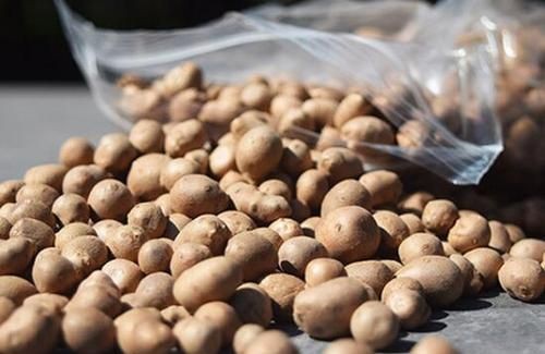 山药豆长芽能吃不