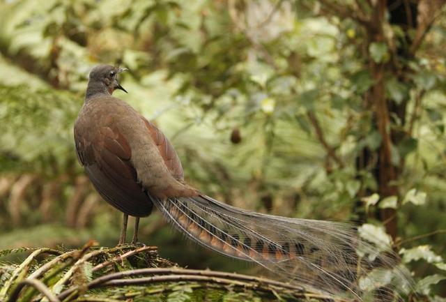 澳大利亚的琴鸟图片(澳洲琴鸟图片)