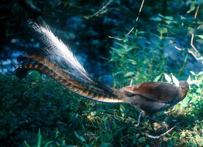 澳大利亚的琴鸟图片(澳洲琴鸟图片)