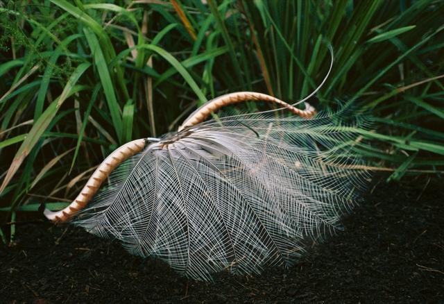 澳大利亚的琴鸟图片(澳洲琴鸟图片)
