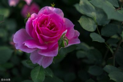 ​月季黑斑病症状图片介绍（月季得了黑斑病用什么药最有效）