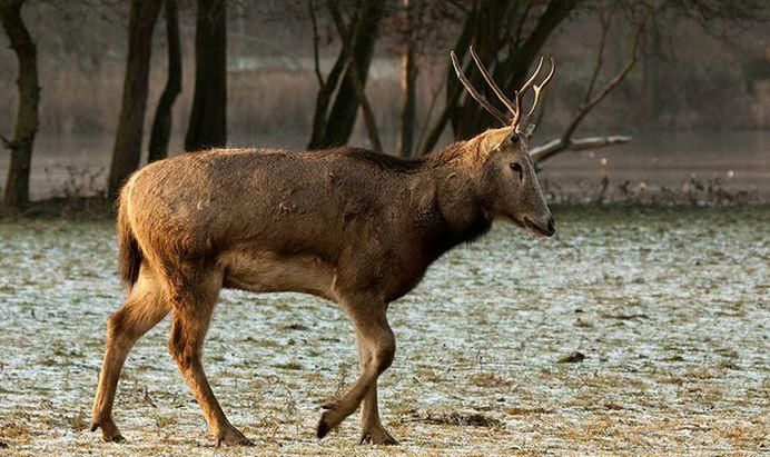 马鹿和麋鹿的区别是什么