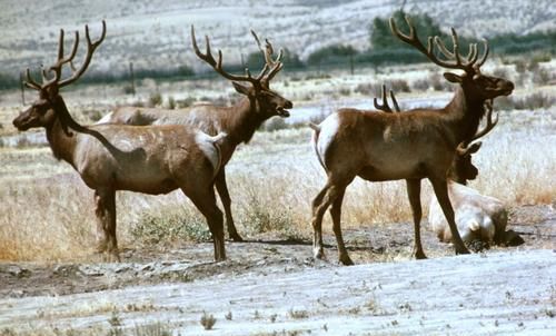 獐麋豕鹿是什么