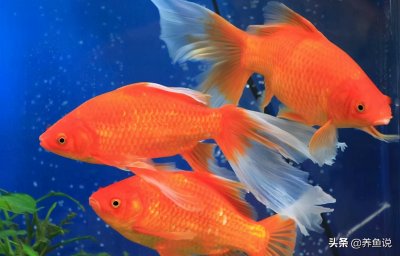 ​鱼尾巴烂了怎么办（观赏鱼烂尾的原因是什么怎么治疗）