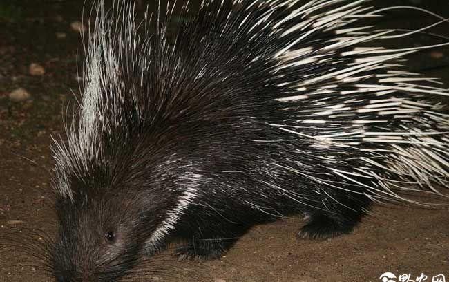 老鼠和松鼠有什么关系