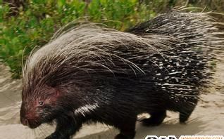 獾和豪猪是一种动物吗
