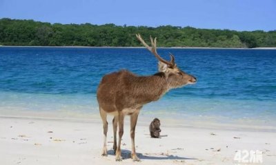 ​麋鹿和猴子是不是兽类，猴子是家畜还是野兽？