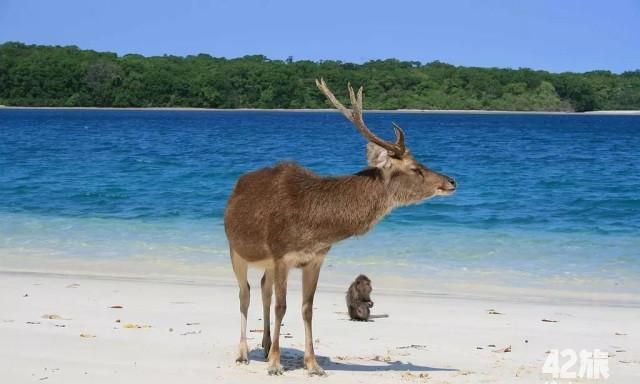 猴子是家畜还是野兽