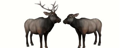 麋鹿是国家的保护动物吗