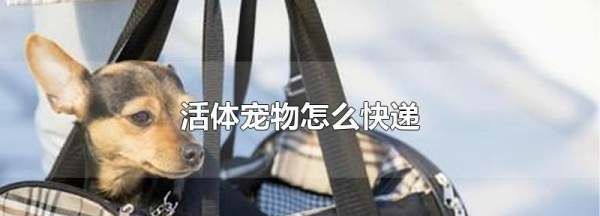 活体快递一般怎么寄,个人活体快递一般怎么寄图3