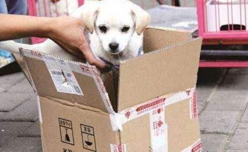 寄宠物用什么快递