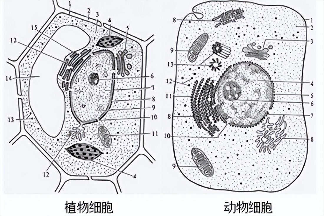 细胞学说的三条基本内容（细胞学说是谁提出的观点）