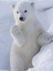 ​北极熊住在哪里(北极熊住在哪里企鹅住在哪里)