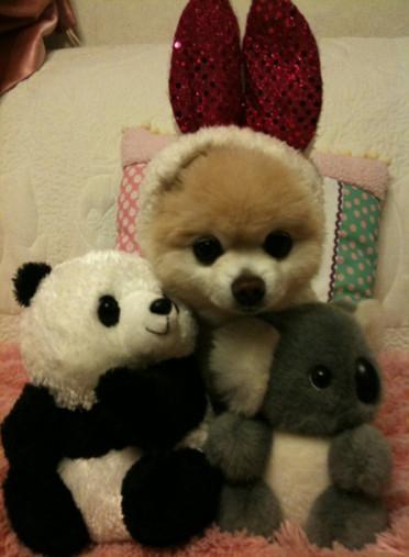 博美俊介成年后的样子（网红狗俊介的成名史）(9)