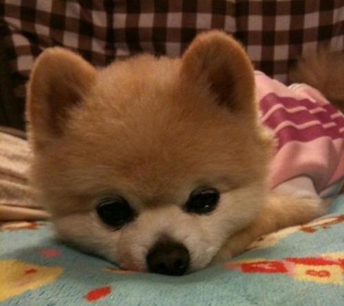 博美俊介成年后的样子（网红狗俊介的成名史）(3)