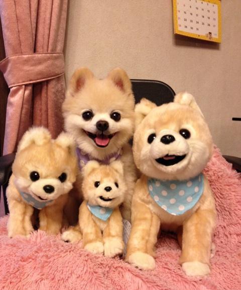 博美俊介成年后的样子（网红狗俊介的成名史）(8)