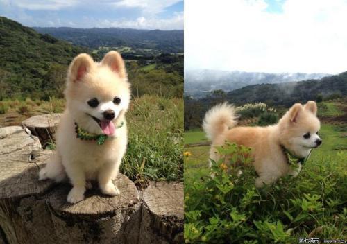 博美俊介成年后的样子（网红狗俊介的成名史）(5)