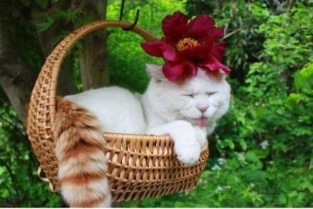 博美俊介成年后的样子（网红狗俊介的成名史）(11)