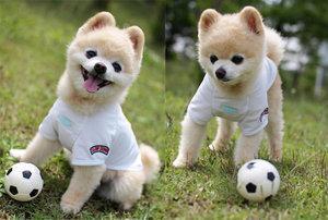 博美俊介成年后的样子（网红狗俊介的成名史）(10)