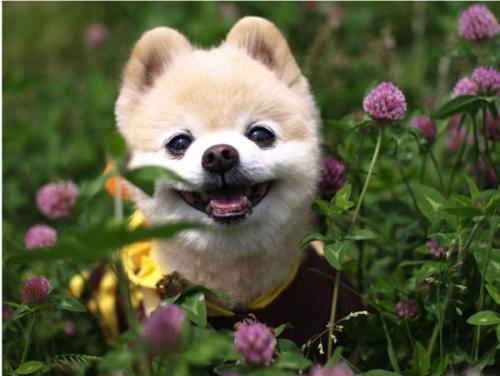 博美俊介成年后的样子（网红狗俊介的成名史）(6)