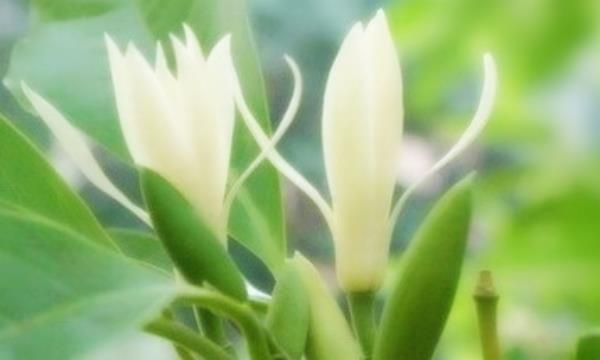 白色兰花花语是什么意思