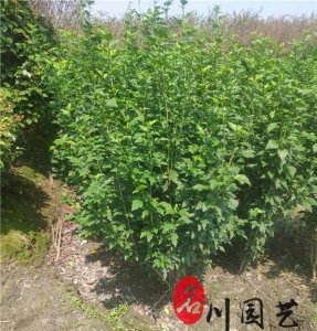 ​灌木的意思，地被灌木p15的意思？