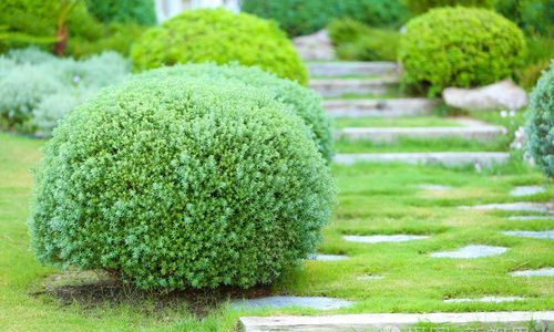 常年灌木的意思