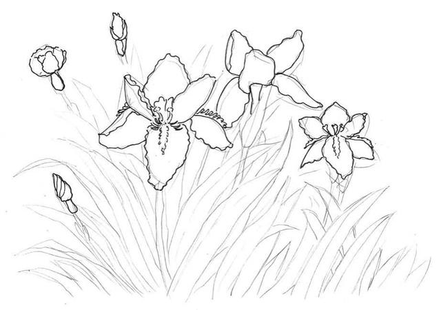 钢笔画入门基本步骤(零基础钢笔画教程)(10)