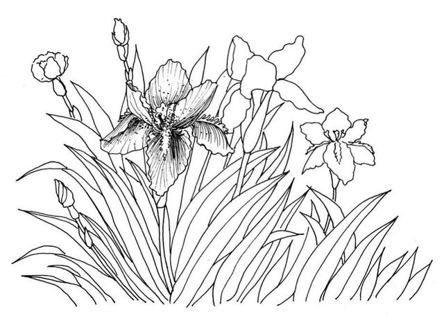 钢笔画入门基本步骤(零基础钢笔画教程)(14)