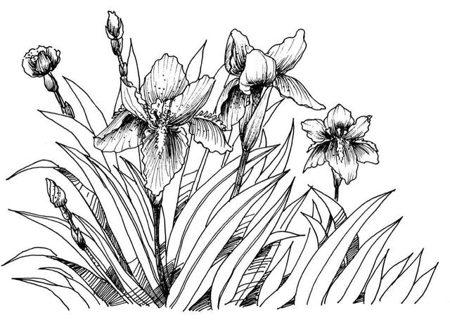 钢笔画入门基本步骤(零基础钢笔画教程)(18)