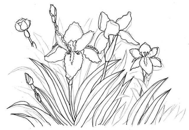 钢笔画入门基本步骤(零基础钢笔画教程)(12)