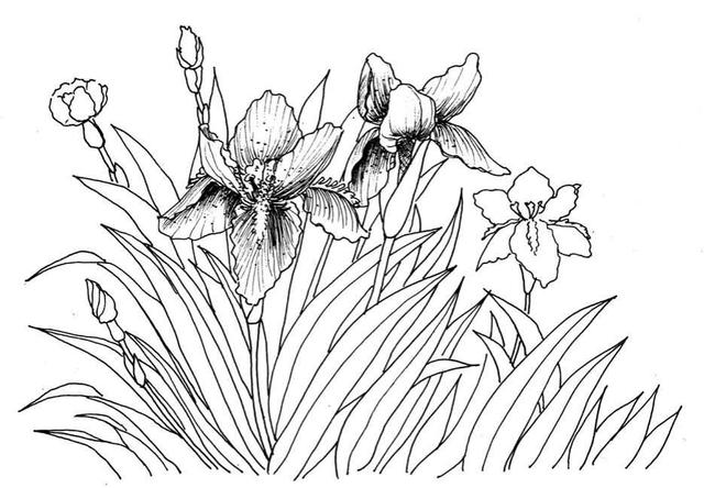 钢笔画入门基本步骤(零基础钢笔画教程)(15)