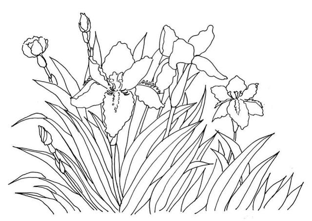 钢笔画入门基本步骤(零基础钢笔画教程)(13)