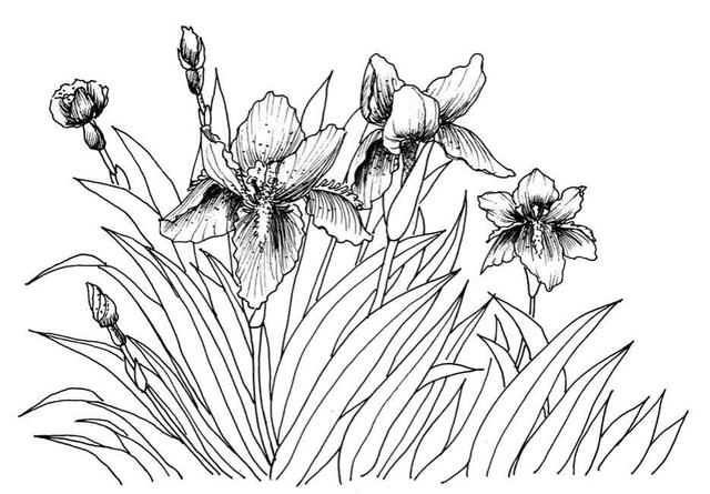 钢笔画入门基本步骤(零基础钢笔画教程)(16)