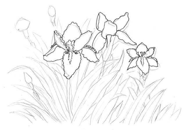 钢笔画入门基本步骤(零基础钢笔画教程)(8)