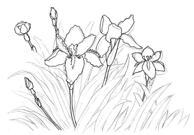 钢笔画入门基本步骤(零基础钢笔画教程)(11)