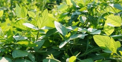 ​鸿祯的寓意，聿遵乾享，式降鸿祯这句诗词是什么意思？