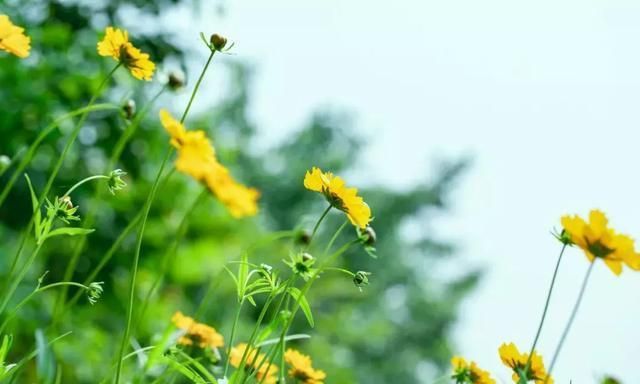 六月份开的花有哪些