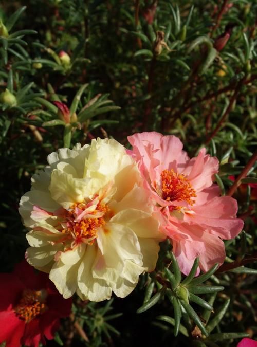 9月是什么花盛开的季节