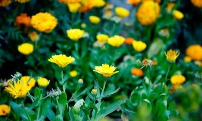 ​六月七月开什么花,什么花是六七月开的