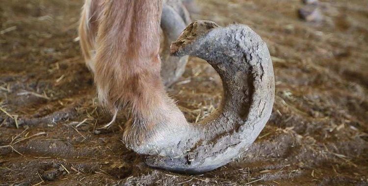 马蹄实际是马的什么