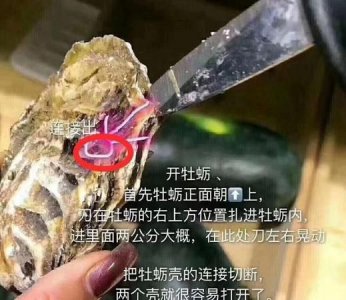 ​生蚝的屎在哪个部位,生蚝的眼睛长在哪里