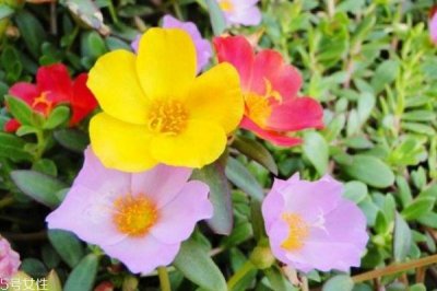 ​太阳花的花语是什么呢 太阳花多久需要浇一次水呢