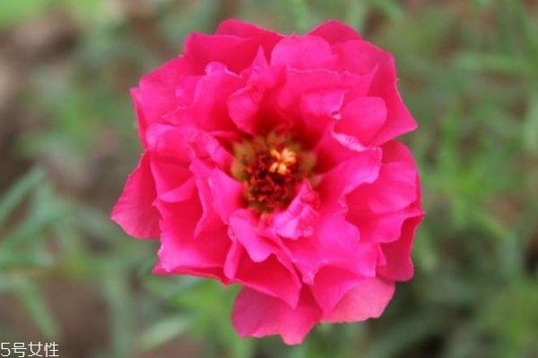 太阳花的花语是什么呢 太阳花多久需要浇一次水呢