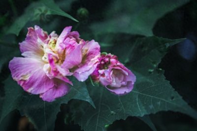 ​芙蓉是荷花吗