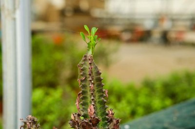 ​龙骨花怎么繁殖
