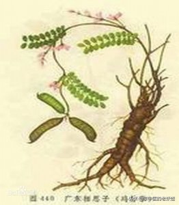 ​鸡骨草的功效与作用（利湿退黄 清热解毒）