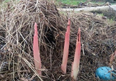 ​农村稻草堆里长出的珍奇蔬菜，很多城里人都还没见过