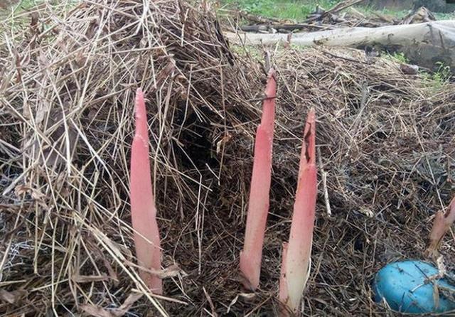 农村稻草堆里长出的珍奇蔬菜，很多城里人都还没见过